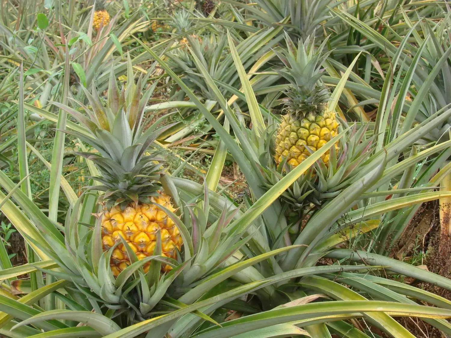 Producao-de-ananas